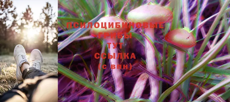 гидра ссылка  Лосино-Петровский  Псилоцибиновые грибы GOLDEN TEACHER 